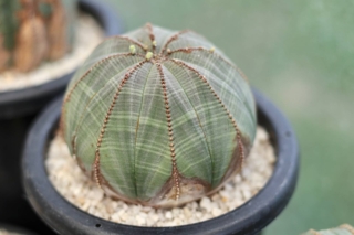 Euphorbia,Obesa Euphorbia,Obesa