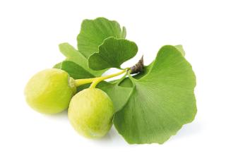frutti-gingko frutti-gingko