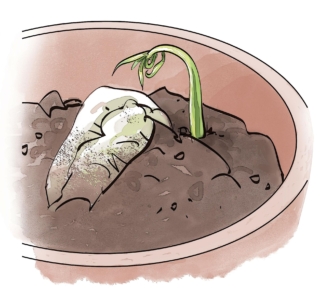 in uno dei lati del seme comincerà ad affiorare il germoglio in uno dei lati del seme comincerà ad affiorare il germoglio