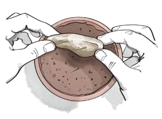 piantare-mango piantare-mango