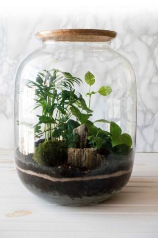 terrarium