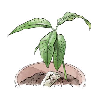 Dopo 40 giorni dallo spuntare del germoglio, si otterrà una piantina alta circa 15 cm Dopo 40 giorni dallo spuntare del germoglio, si otterrà una piantina alta circa 15 cm