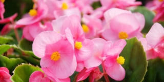 Begonia