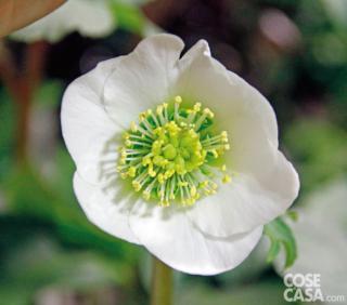 Helleborus-Happy-Days
