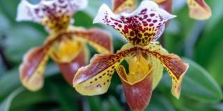 Orchidea “scarpetta di Venere” fiorisce in inverno