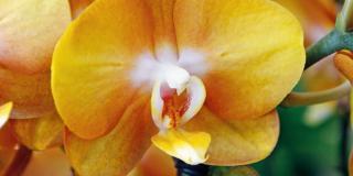 Orchidea Phalaenopsis ‘Las Vegas’