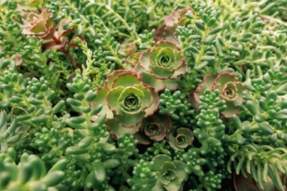 Sedum