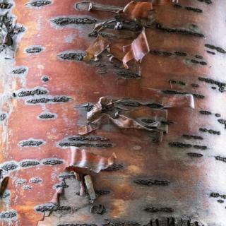 corteccia ciliegio da fiore