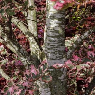 corteccia faggio - fagus sylvatica