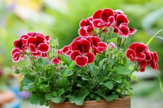 Geranio e pelargonio