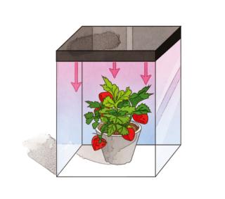 grow-box