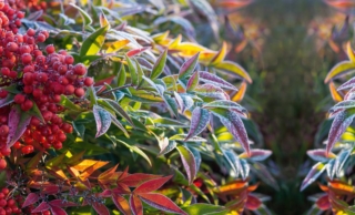 nandina domestica nandina domestica