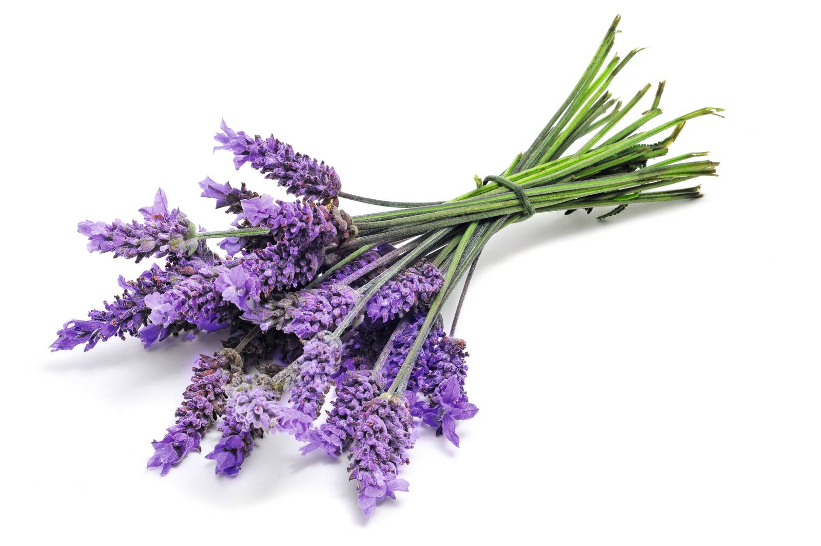 Lavanda - Informazioni, mantenimento e avversità