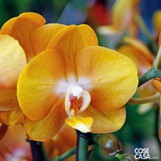 Orchidea Phalaenopsis della varietà Las Vegas, con i suoi petali di colore giallo sgargiante. Orchidea Phalaenopsis della varietà Las Vegas, con i suoi petali di colore giallo sgargiante.