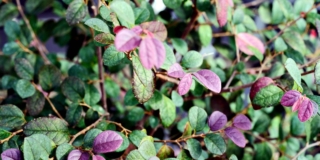 Loropetalum