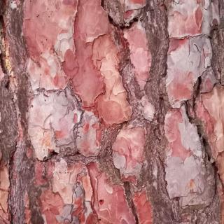 corteccia pino silvestre