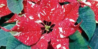 Stella di Natale – Poinsettia pulcherrima ‘Superba New Glitter’