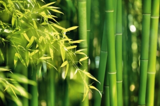 Le "canne" di bambù hanno molteplici utilizzi, che vanno dalla realizzazione di tessuti, alla creazione di pavimentazioni per le case. Le "canne" di bambù hanno molteplici utilizzi, che vanno dalla realizzazione di tessuti, alla creazione di pavimentazioni per le case.