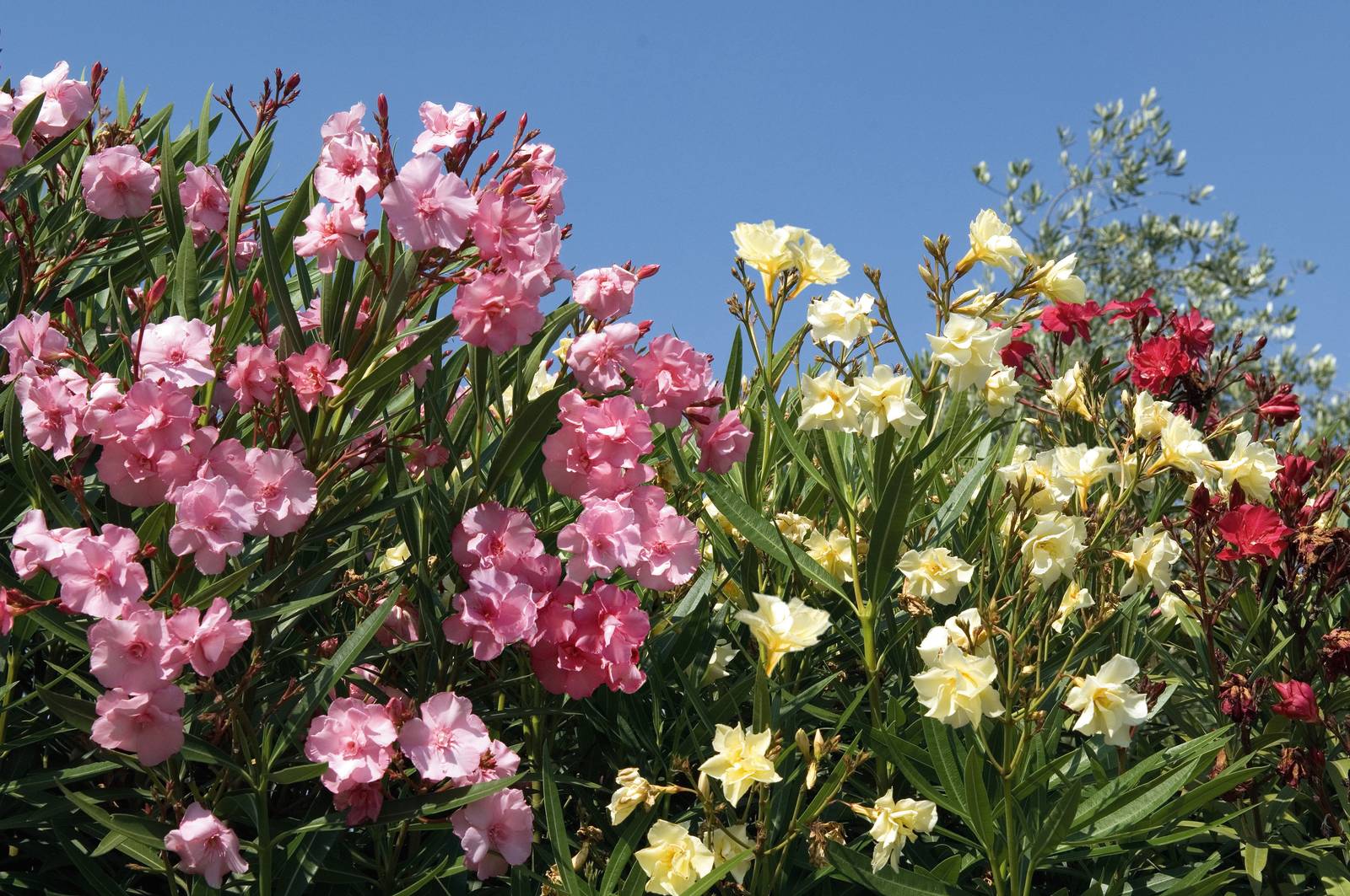 Pink oleander Pink oleander