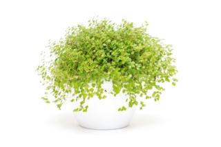 soleirolia soleirolia