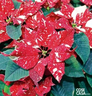 La stella di Natale non ha profumo, ma riempie comunque gli ambienti col suo pregio estetico. La stella di Natale non ha profumo, ma riempie comunque gli ambienti col suo pregio estetico.