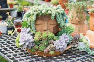 Vaso antropomorfo con Sedum morganianum Vaso antropomorfo con Sedum morganianum