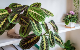 Maranta Leuconeura Maranta Leuconeura