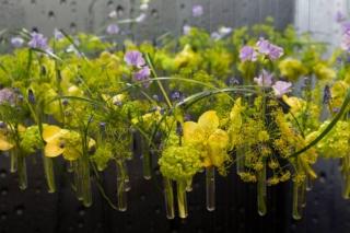 Myplamt & Garden Myplamt & Garden