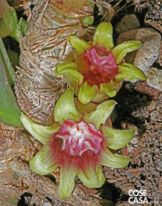 aspidistra aspidistra