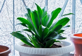 Aspidistra in vaso Aspidistra in vaso