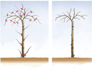 bougainvillea alberello bougainvillea alberello