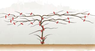 bougainvillea lungo i muri bougainvillea lungo i muri