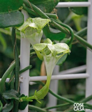 ceropegia sandersonii ceropegia sandersonii