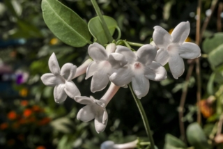 Madagascar Jasmine, Madagascar Jasmine,
