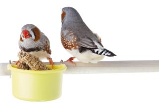 mangime diamante mandarino mangime diamante mandarino