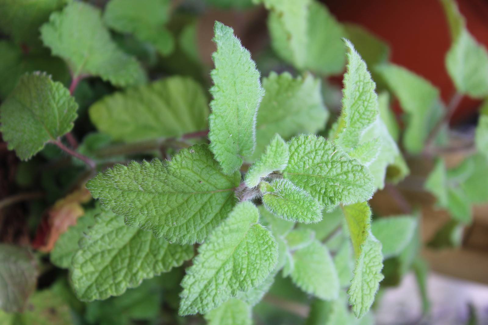Come si vede in foto, le foglie di melissa sono ovali allungate e ricoperte da una leggerissima peluria. Come si vede in foto, le foglie di melissa sono ovali allungate e ricoperte da una leggerissima peluria.