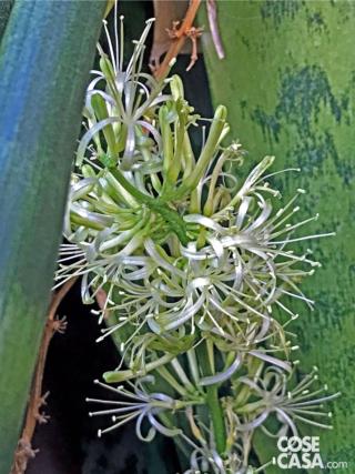sansevieria sansevieria