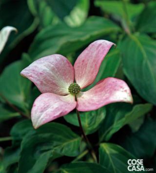 Cornus kousa Satomi Cornus kousa Satomi