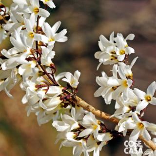 abeliophyllium distichum abeliophyllium distichum