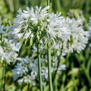 agapanthus agapanthus