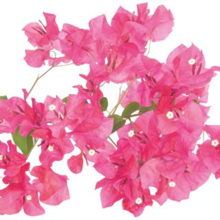bougainvillea bougainvillea