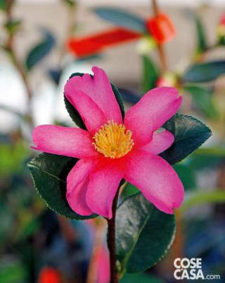 Camelia varietà "Kanjiro". Camelia varietà "Kanjiro".