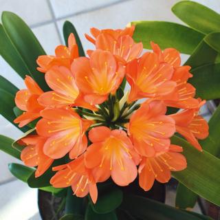 clivia clivia