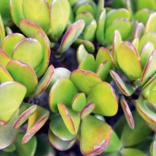 crassula portulacea crassula portulacea