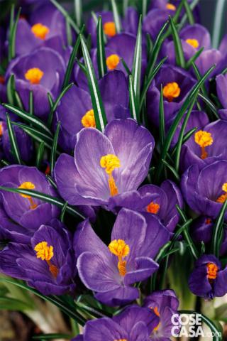 crocus vernus crocus vernus