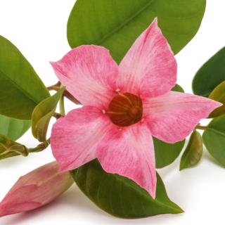 dipladenia dipladenia