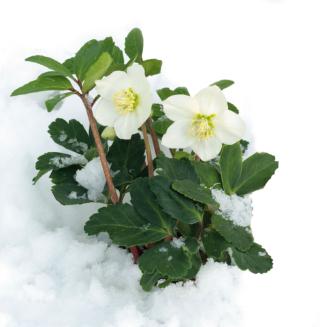 helleborus helleborus