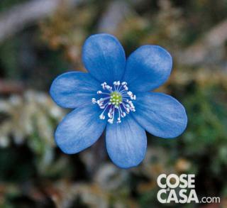 hepatica nobilis hepatica nobilis