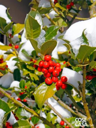 ilex ilex