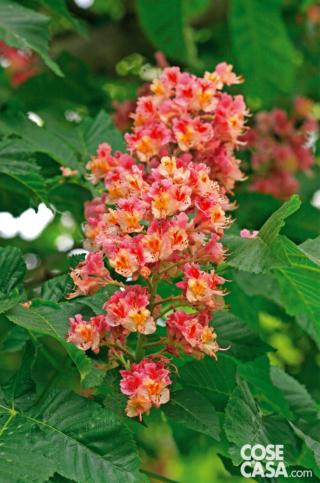 ippocastano ippocastano